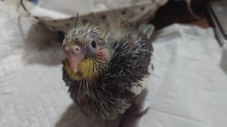 オカメインコ　ひな　生後18日　19日　人工孵化　人工飼育