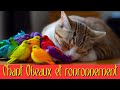 Musique apaisante pour chat : Oiseaux et ronronnements pour un bonheur félin 🕊️😺