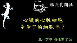 【艦長愛閒扯】10心臟的心肌細胞是辛苦的細胞嗎？