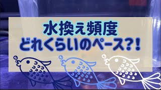 金魚の水換え頻度とは？#セルフィンランチュウ　#黒紅葉オランダショートテール