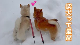 天然で楽しい柴犬夫婦が自由すぎて可愛いwwwwwww