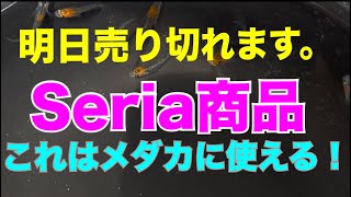 【めだか】Seria商品使えば初心者でもスマホで簡単に綺麗にメダカ撮影できる！Instagram、shorts、動画やYouTubeで一段いい映像を配信しよう！