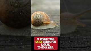 Facts About Snails