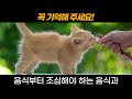 고양이가 먹어도 되는 음식 12가지 고양이 언어 고양이 행동 고양이 건강 12 food that cats can eat