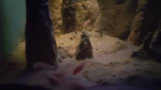 Cave aquarium for blind cave tetra