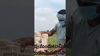 || యువ రైతు పొలం లో మొదటి దఫా ఎరువు చల్లడం.. PART - 4 ||