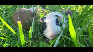 P57 cute happy guniea pigs eating grass sound calming relaxing soothing