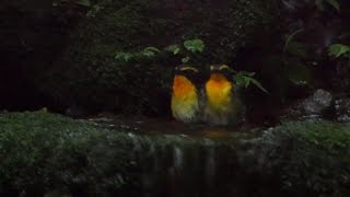 山中湖 大洞の泉のキビタキ（雄・若鳥）とキビタキ（雄）の水浴び　その１（4K動画）