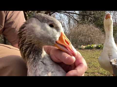 Are Pilgrim geese rare?