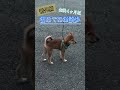 散歩デビューの柴犬【柴犬の小助はん】