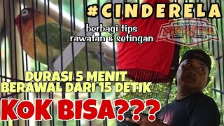 MERAWAT CINDERELA DARI DURASI 15 DETIK SAMPAI 5 MENIT BERBAGI RAWATAN DAN SETINGAN