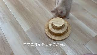 猫にひとり遊びできる新しいおもちゃをプレゼント！