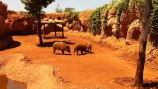 ZOO In MOROCCO