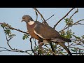 wood pigeons call during the dawn chorus