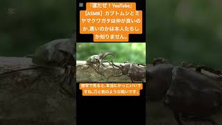 【ASMR】カブトムシとミヤマクワガタは仲が良いのか、悪いのかは本人たちしか知りません。 #love #クワガタ #カブトムシ #mukbang #昆虫食 #eating #insects #虫食べる