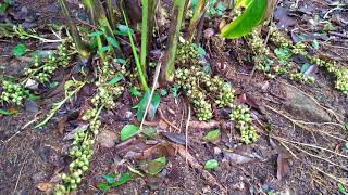 Wild Elephant traces in Suriyangal Cardamom Estate, Western Ghats, near Rajapalayam, India - Arun B