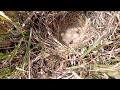 young mother lark having issues in finding worms @birdslife00