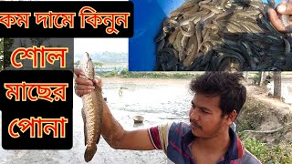 কম দামে কিনুন ভিয়েতনামী ও দেশি শোল মাছের পোনা |শোল মাছের চাষ|নতুন শোল মাছের পোনা|Vietnam sole fish