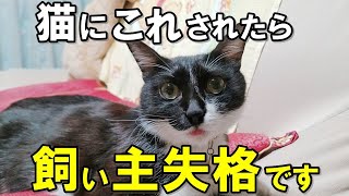 猫ががっかりしている！？猫に頼りないと思わせてしまう飼い主の特徴８選【保護猫】