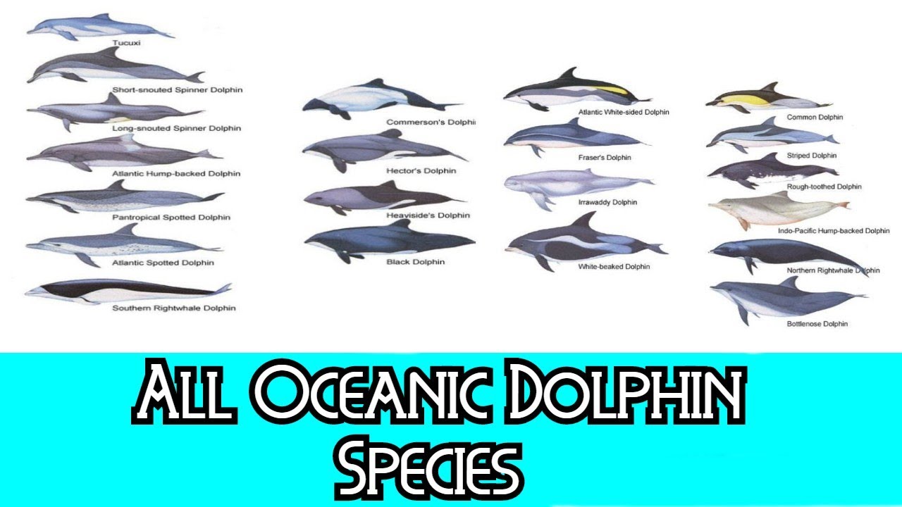 Types Of Dolphins