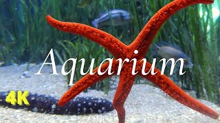 Aquarium 4K VIDEO (ULTRA HD) 🐠 Sea Animals With Relaxing Music & Calming Music, Sleep Music#aquarium
