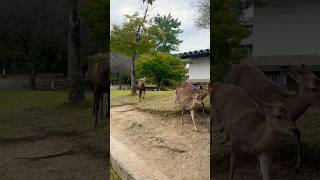 興奮しているオス鹿🦌奈良公園