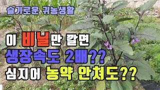 비닐 하나 바꿨는데, 생장속도가 2배? 심지어 농약도 안쳐도 됨? 기능성 멀칭비닐 친환경농법 테스트 후기