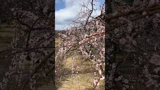 Plum Blossom ウメ 梅 城陽酒造 Jōyō shuzō Sake brewery #beautiful #kyoto #japan