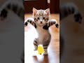 #catlover#cat#dance#pets