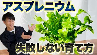 【簡単！】観葉植物 アスプレニウム(オオタニワタリ) の育て方　【園芸】【ガーデニング】