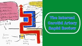 The Internal Carotid Artery Rapid Review