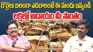 గొర్రె పొట్టేళ్ళు అధిక బరువు పెరగలంటె  jeevarmutha sheeps goats sheep farming videos alikhankrk