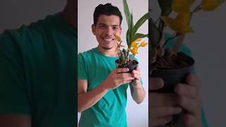 Feliz con mis plantas de follaje #flores #plantas #shorts #orquideas #monsteraplant