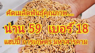 คัดเมล็ดพันธุ์คุณภาพ...น่าน 59  เบอร์ 18.....แฮปปี้ การเกษตร มหาสารคาม