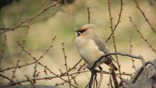 野鳥撮影・ 野鳥観察　キレンジャク Bohemian Waxwing　1/3