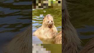 Capybara jacuzzi