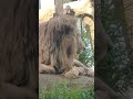 樹秋△⑭ホワイトライオン・白獅子・セラムくん・沖縄こどもの国・・・white_lion・okinawa zoo u0026 museum 20241028