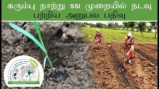 கரும்பு நாற்று SSI முறையில் நடவு - Sugarcane SSI methoud