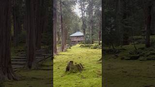 歩いて見たシリーズ『福井県勝山市　平泉寺白山神社』 #平泉寺白山神社　#平泉寺　#歩いて見たシリーズ #苔 #日本の景色