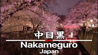 【pocket2】Walking the Nakameguro  @ Japan〜夜の目黒川でお花見散歩【4K】