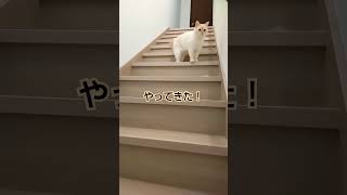 猫の名前を呼んでみると…ちょこんと姿が愛くるしい　 #cutecatchannel