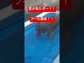 犬、水遊び　 プールで遊ぶワンコ　 ゴールデンレトリバー