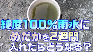 驚きの結果 めだかに雨水って本当にダメなの？雨水100％で飼ってみた（検証）