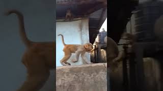 Bala bala bol k kya#shorts #monkey #comedy  #trending