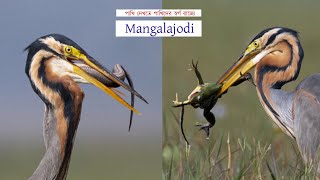 Mangalajodi | The Bird Paradise of Odisha | Mangalajodi bird sanctuary | Birds of Mangalajodi | USP|