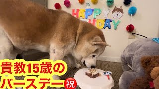 柴犬貴教！ノリたんの15歳のお誕生日です㊗️ おめでとう㊗️ノリたん㊗️🎉