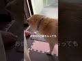 ゆずちゃんお供えのご飯食べないで外に持ち出す　柴犬ミックス犬 柴犬 雑種犬