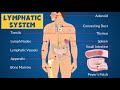 Lymphatic System: Definition, Anatomy, Function, Parts, and Common Diseases - Learning Junction