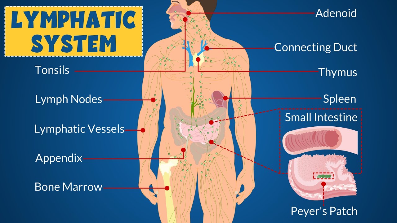 Lymphatic System Definition Anatomy Function Parts And Common
