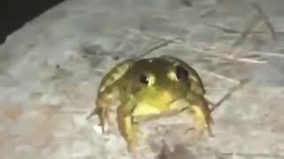 Captured frog attacks camera